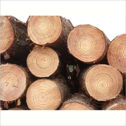 Pinewood Round Logs By BAJRANG TIMBER