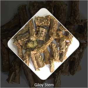 Giloy Stem