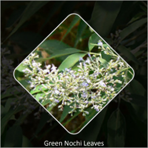 Green Nochi-Leaf