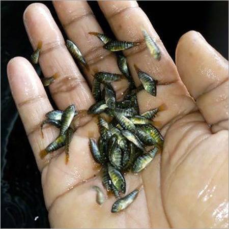 Tilapia Fish Seed