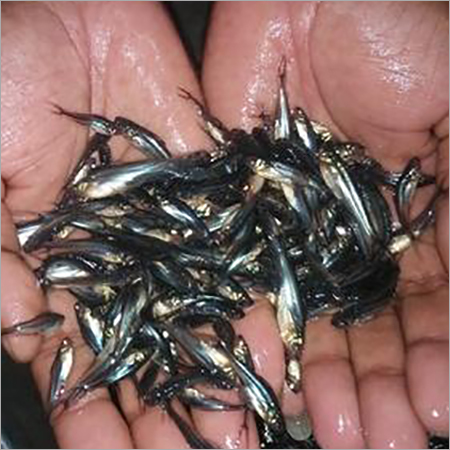 Fresh Pangasius Fish Seed