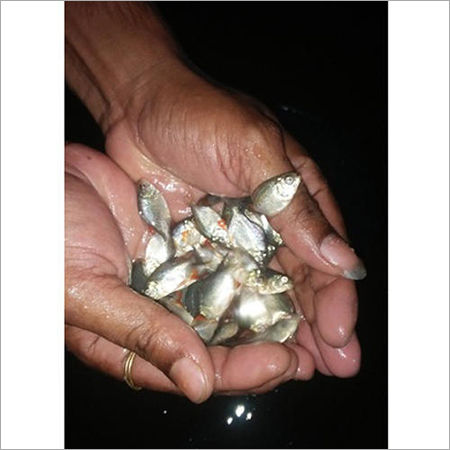 Pure Rupchanda Fish Seed