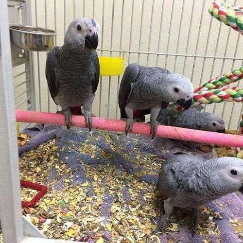 Lovely African Congo Grey Parrots , Budgerigars Parrot And Other Animals Ready for sale
