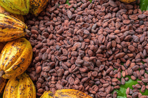 High Quality Raw Cocoa Bean Raw Material Cocoa Bean Ghana Organic Cacao Bean By GIMPEX INTERNATIONAL LIMITED