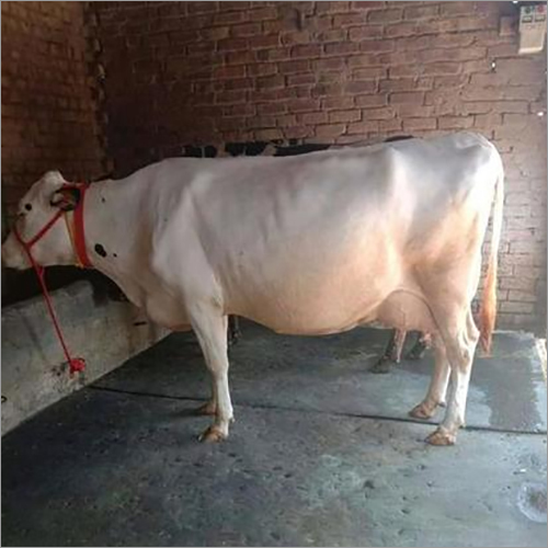 HF Cow