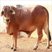 Indian Sahiwal Cow
