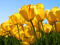 Home Decor Flowers