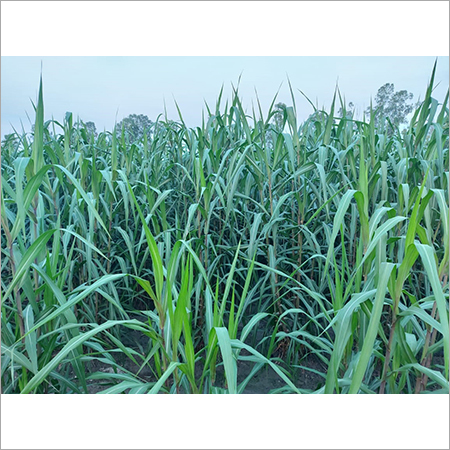 Super Napier Grass