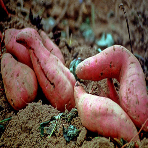 Whole Natural Fresh Sweet Potato Shelf Life: 3 Months