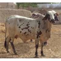 Rathi Cow
