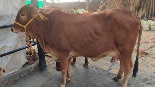 Sahiwal Cow