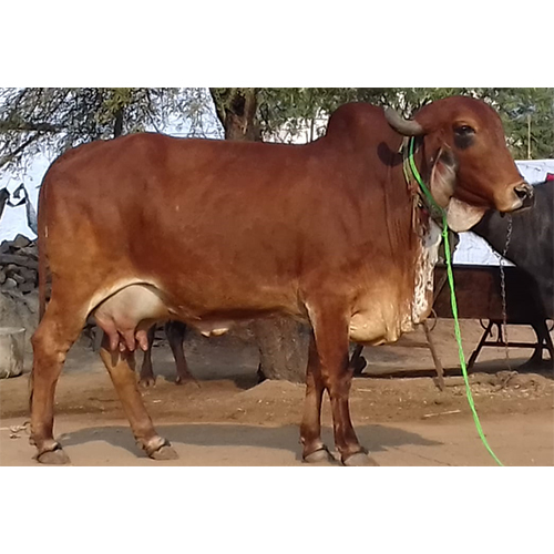 Sahiwal Cow