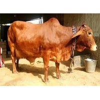 Sahiwal Cow
