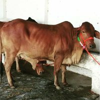 Sahiwal Cow