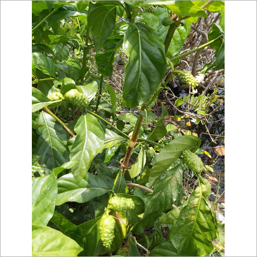 Fresh Noni