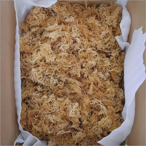 Sea Irish Moss