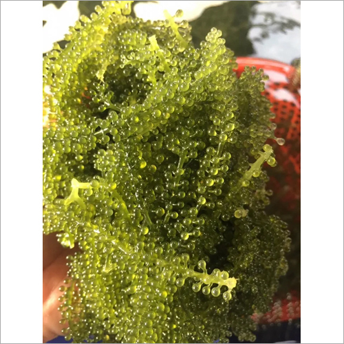 Sea Grapes