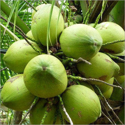 Fresh Coconut