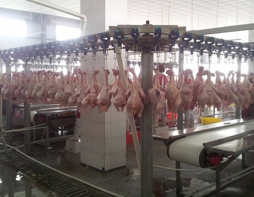 Stainless Steel 2000-4000Pcs Chicken Slaughter Machine Chicken Goose Slaughter Processing Line