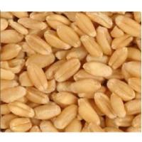 wheat Seed