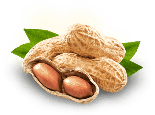 Ground Nuts In Peanut