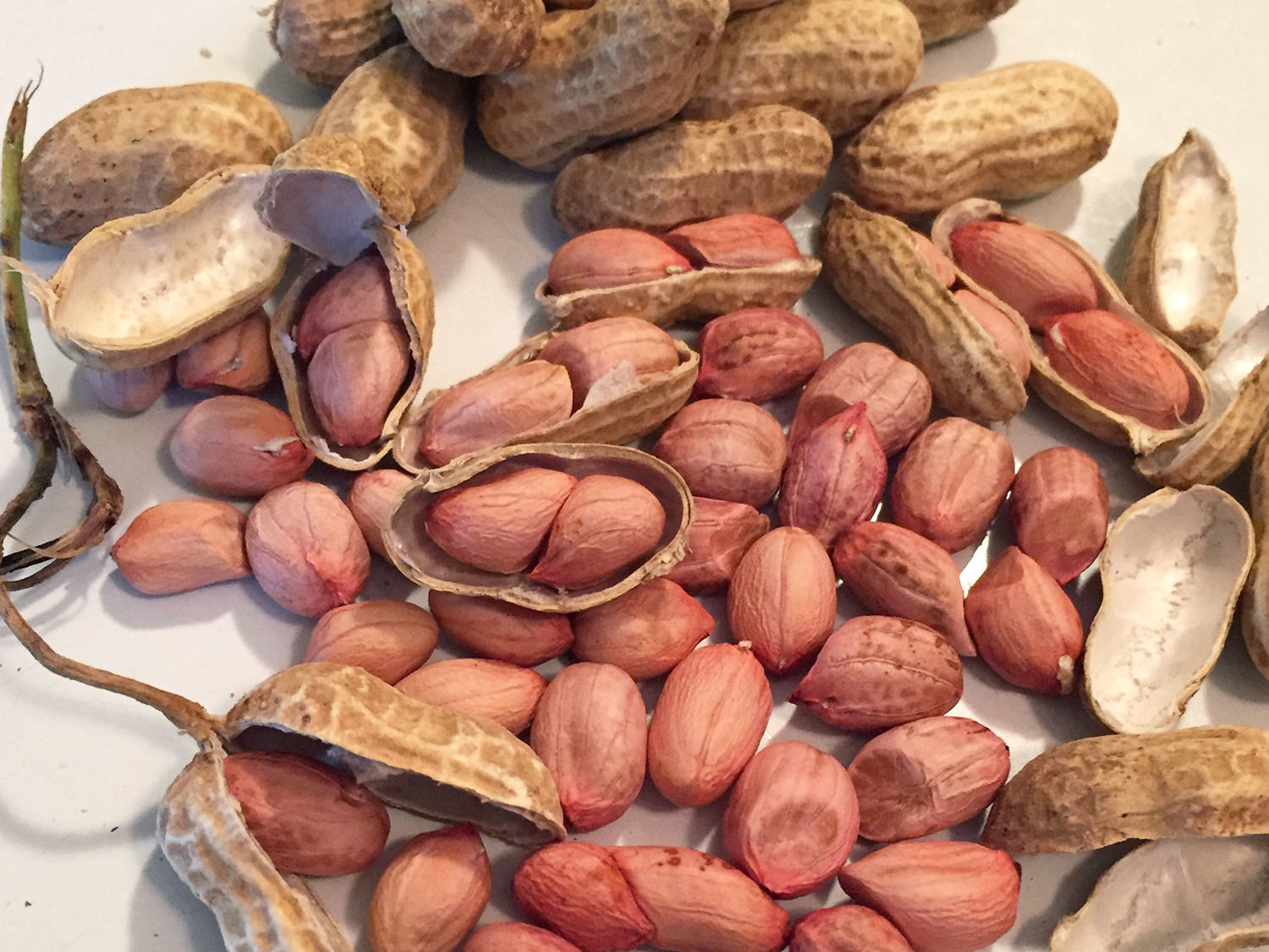 Ground Nuts In Peanut