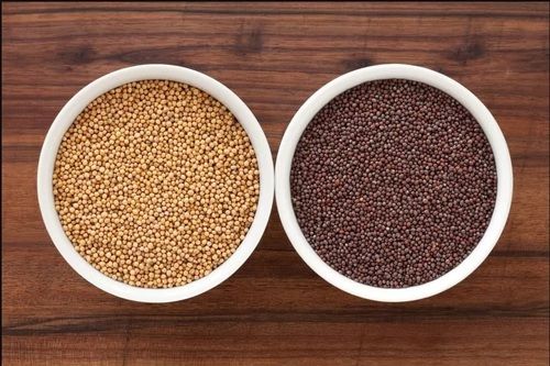 Mustard Seeds/Rapeseed