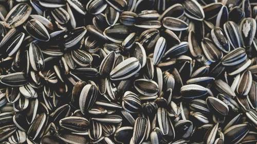 Sunflower Seeds