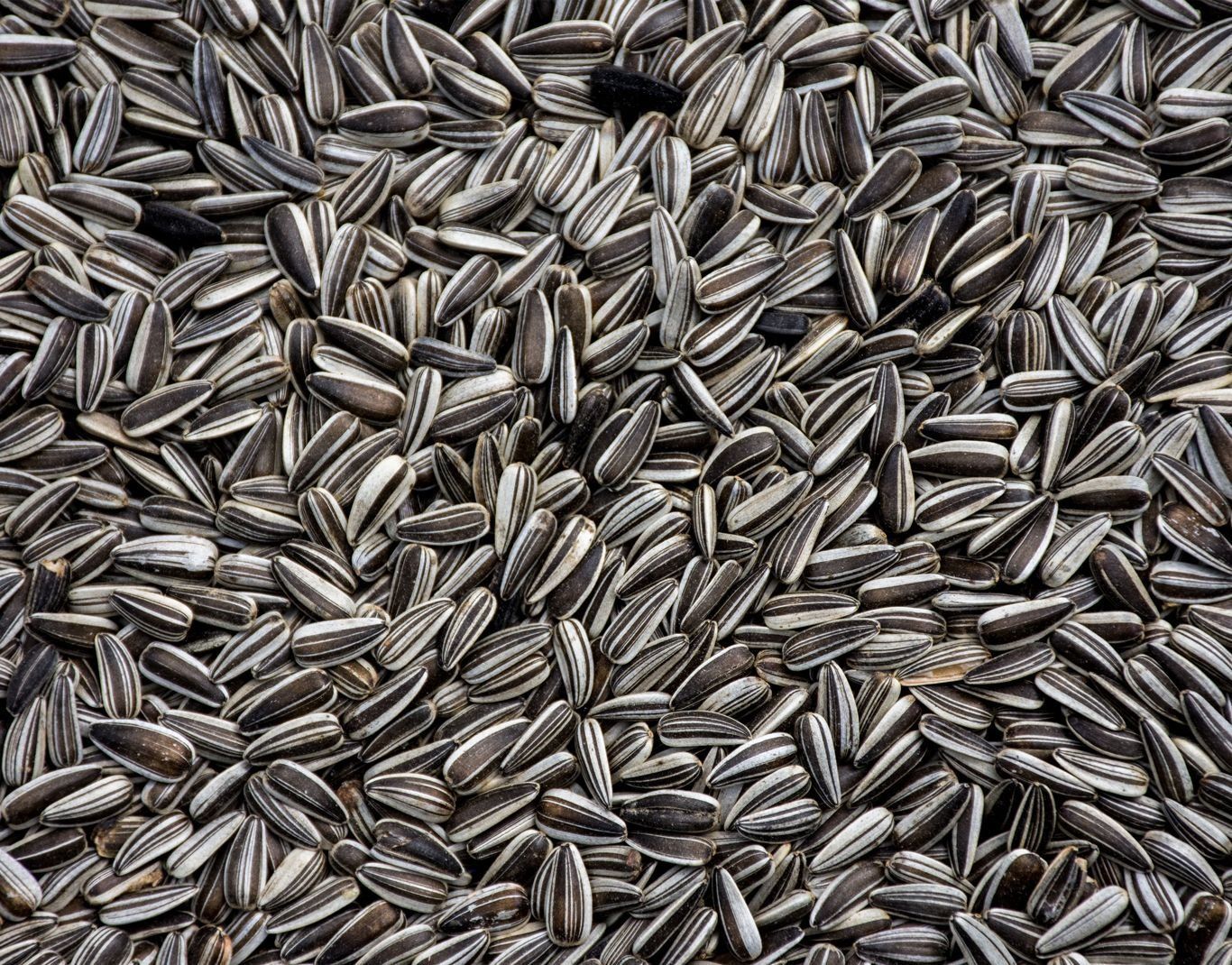 Sunflower Seeds