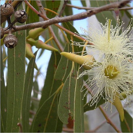 Eucalyptus Oil