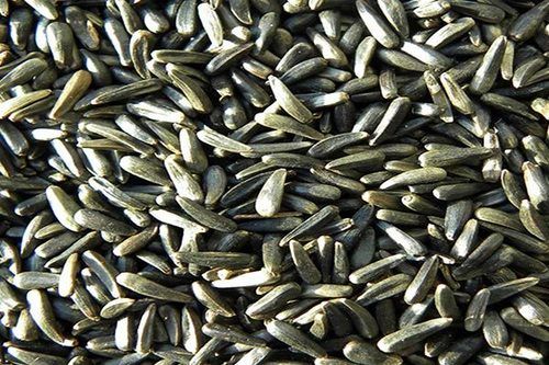 Niger Seeds