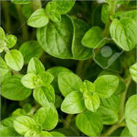 Origano