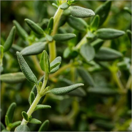 Thyme Leaves By OOTY IMPEX