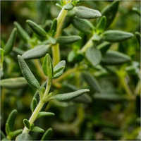 Thyme Leaves