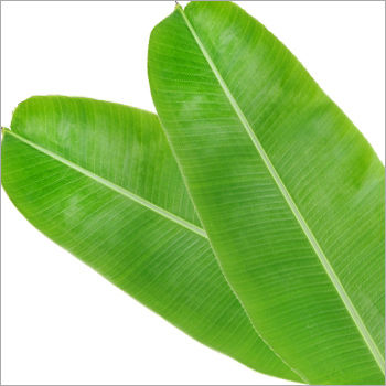 Bananana Leaf