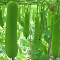 Bottle Gourd