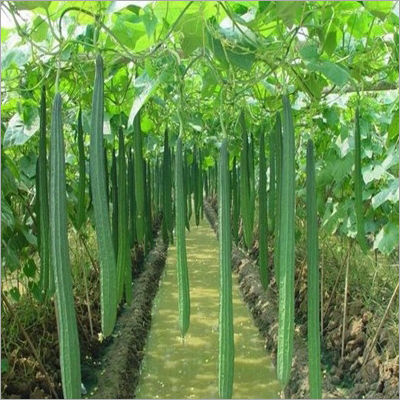 Ridge Gourd In Farm