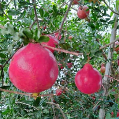 Fresh Pomegranate