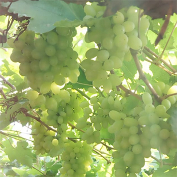 Fresh Grapes