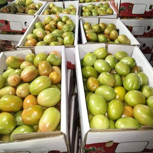 Fresh Tomatoes