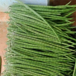 Drumstick Vegetables