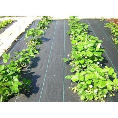 Ground Cover