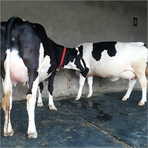 Indian HF Cow - White & Black Female Dairy Breed with High Milk Production