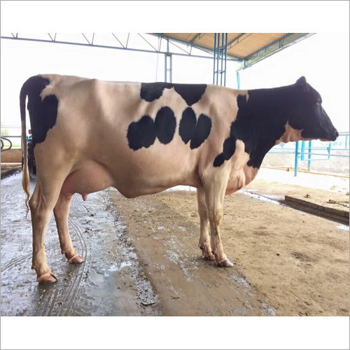 Pure HF Cow - Female, White & Black Color | High Milk Production with Rich Fat Content for Dairy Farms