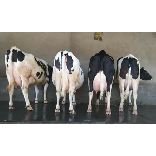 Dairy Farm HF Cow - White & Black, Exceptional Immunity and Milk Production, High Resistance to Parasites