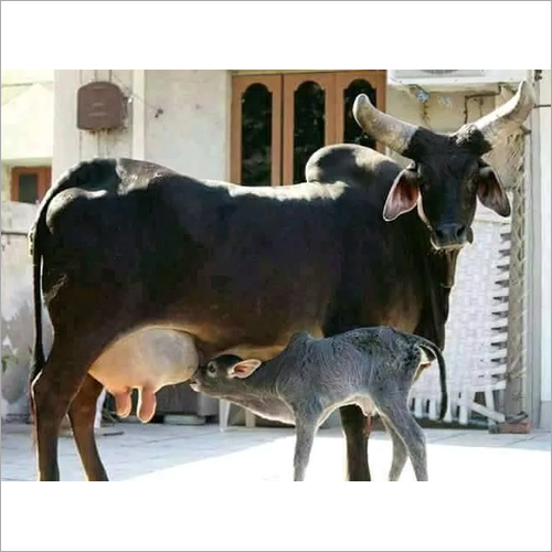 Black Pure Kankrej Cow