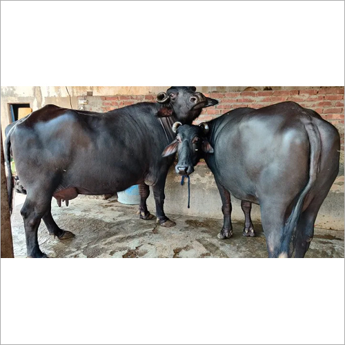 Black 232 Murrah Buffalo