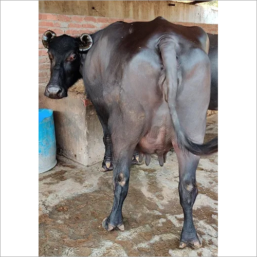 Black 121 C Murrah Buffalo