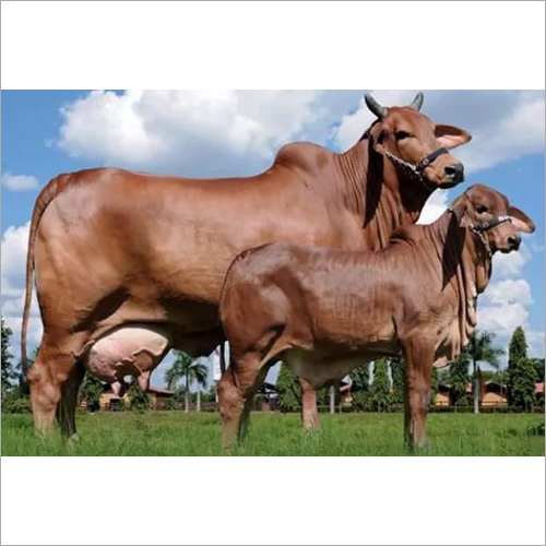Brown Pure Sahiwal Cow