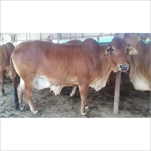 Brown Dairy Farm Sahiwal Cow